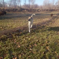 سگ سرابی|سگ|مرند, |دیوار