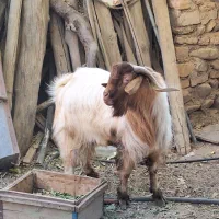 نری یک ساله