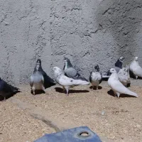 کبوتر تهرونی و دمگیر|پرنده|برخوار, |دیوار