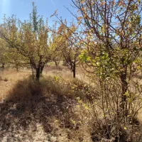 فروش باغ ۴۴۰۰ متر واقع در آوج