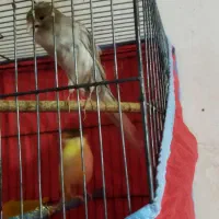 قناری کشیده بلند ماده