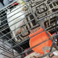 عروس هلندی نر  معاوضه|پرنده|پیشوا, |دیوار