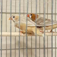 فنچ کینگ مولد در همه ی نژادها|پرنده|تهران, چهارصد دستگاه|دیوار