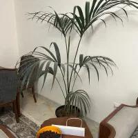 گیاه آپارتمانی|گل و گیاه طبیعی|شیراز, شهرک بهشتی|دیوار