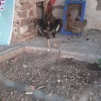 خروس لاری