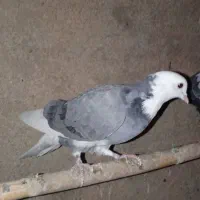 فروش دو عدد جوجه فروش تقدیم نگاه زیباتون