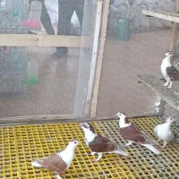 کبوتر شیخی