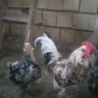 بوقلمون محلی کاملا ارگانیک تعدادی خروس محلی وچاق