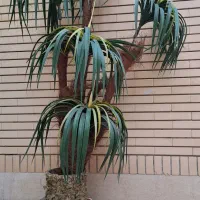 نخل مصنوعی با گلدان