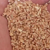 گندم|عمدهفروشی|میان جلگه, |دیوار