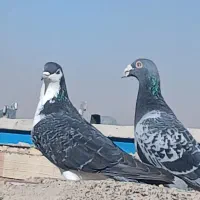 کفتر بیرجند