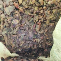 پخش کشمش ملکان|خوردنی و آشامیدنی|تبریز, |دیوار