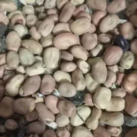 باقالی درجه یک