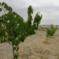 بسیجیان-سنگ-سفید