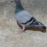 پنج تا حیوون بشرط پرش