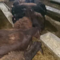 گوسفند ماده