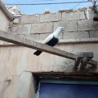 سه تا رنگی|حیوانات|آبادان, |دیوار