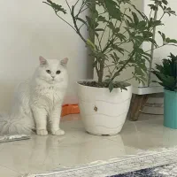 فروش گربه پرشین