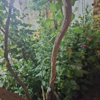 زمین تجاری مسکونی سند تک برگ