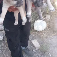 واگذاری توله سرابی|سگ|سراب, |دیوار