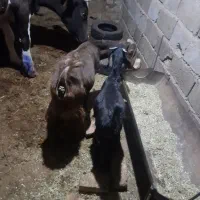 حیوانات مزرعه|حیوانات مزرعه|فریمان, |دیوار