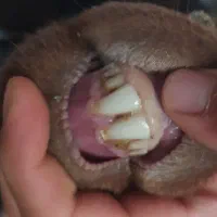 قوچ میش بره قره قزل بز گوسفند سگ گله گاو|حیوانات مزرعه|رزن, |دیوار