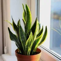 فروش تعدادی گل آپارتمانی و جا گلدانی|گل و گیاه طبیعی|رشت, باهنر|دیوار