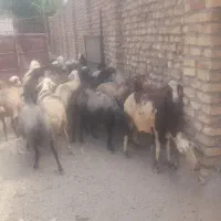 میش ابستن