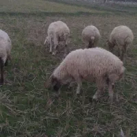 فروش بره و گوسفند|حیوانات مزرعه|تالش, جوکندان|دیوار