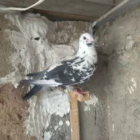 سوسکی سیاه|پرنده|بجنورد, |دیوار