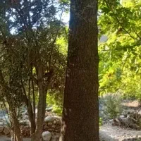 خرید چوب صنوبر ومیوه ای|عمده‌فروشی|سنگر, |دیوار