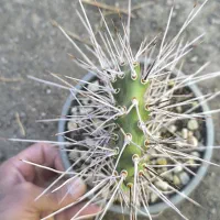 گل گیاه طبیعی کاکتوس|گل و گیاه طبیعی|محمدیه-قزوین, |دیوار