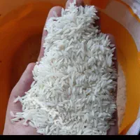 برنج شیرودی گیلان