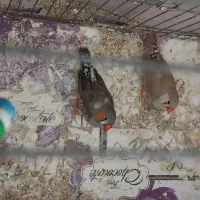 یک. جفت فنچ زیبا