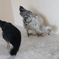 جوجه کاکلی