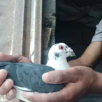 کبوتر آلمانی