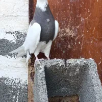 کبوتر،طوقی نسل درجه یک،دونه ای ۷۰۰روهم|پرنده|بیستون, |دیوار