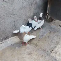 جفت طوقی با دوتا جوجه|پرنده|قم, شهرک توانیر|دیوار