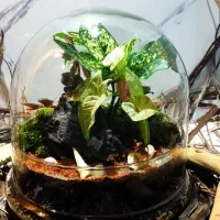 تراریوم تزیینی شیک تک به قیمت عمده|گل و گیاه طبیعی|شیراز, شهرک ولیعصر|دیوار