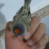 سهره گلبسر|پرنده|کرمانشاه, |دیوار