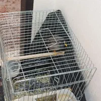 مرغ مینا سخنگو