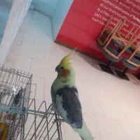 حراجی عروس هلندی