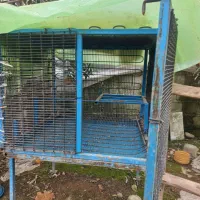 قفس پرندگان محکم وبادوام|لوازم جانبی حیوانات|مرزیکلا, |دیوار