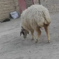 گوسفند|حیوانات مزرعه|سراوان, |دیوار