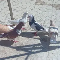 ۵ عدد کفتر فروشی بسیار خوب