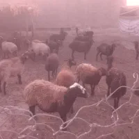 گوسفند میش
