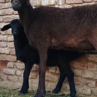 میش و بره نر  چینی