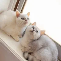 گربه بریتیش