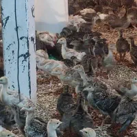 جوجه بوقلمون 20روزه بوربن و برنز|حیوانات مزرعه|شهریار, رزکان|دیوار