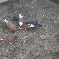 کبوتر|پرنده|سیدآباد, |دیوار